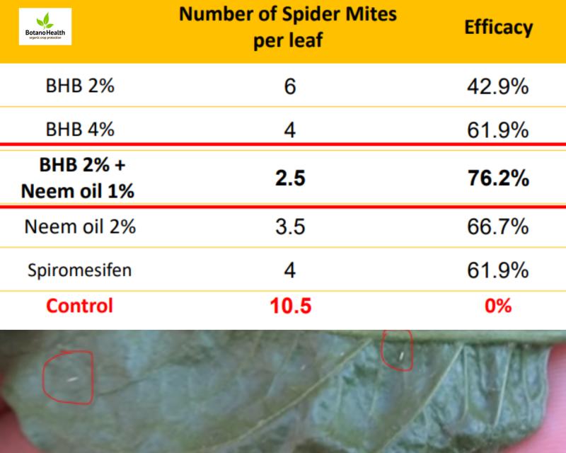 Field Trial Results - Hot Pepper/Chili Pepper