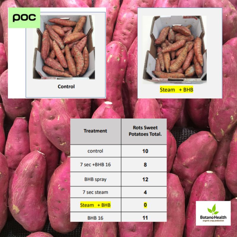 BotanoHealth Field Trial Results - Sweet Potatoes Post-Harvest