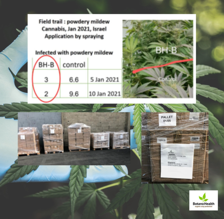 Medical Cannabis Organic Protection- from Field Trials to Sales