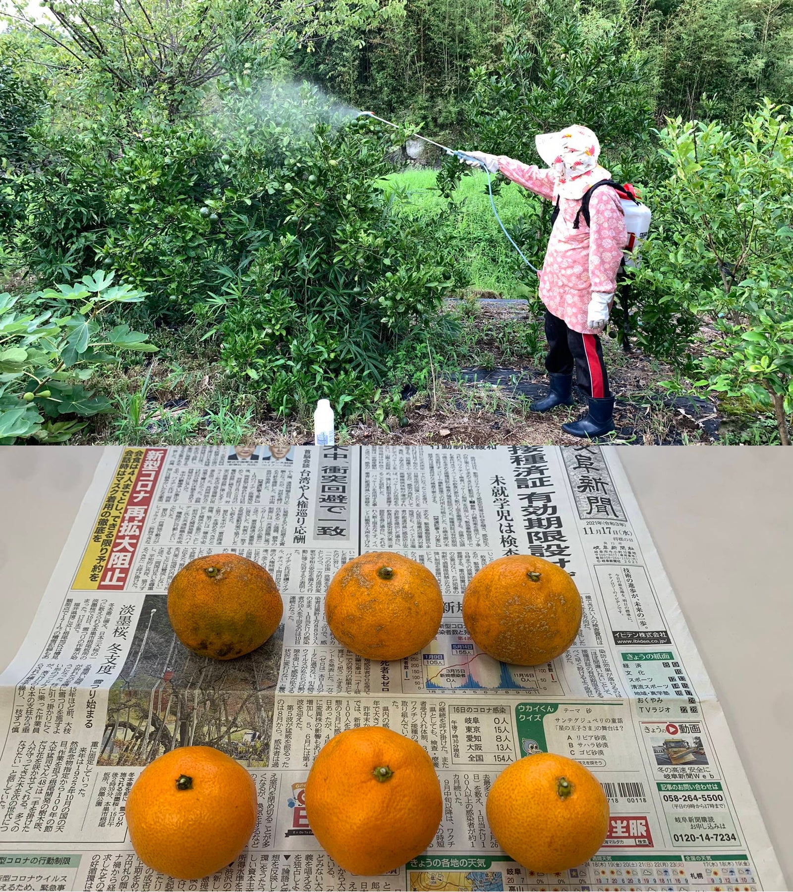 Organic agriculture (farming) with BH-B
