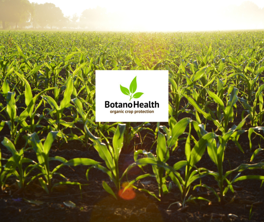 BotanoHealth - reducing the staggering 30% food loss due to plant disease and fungus