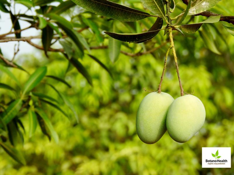Field Trial Results on Mango - BotanoHealth Organic Protection